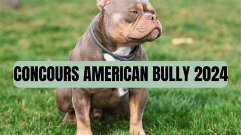 concours american bully 2024|Bully Shows & Events .